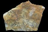 Plate Of Silurian Fossil Algae (Leveillites) - Estonia #102643-1